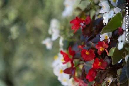 White and red begonias - Flora - MORE IMAGES. Photo #64580
