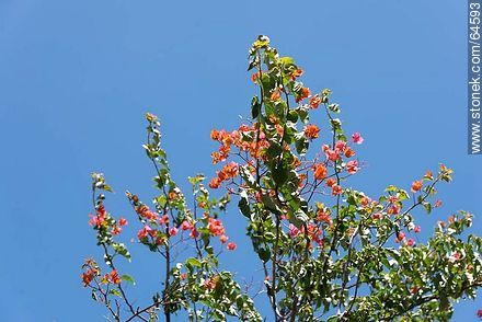 Buganvillea with orange flowers - Flora - MORE IMAGES. Photo #64593