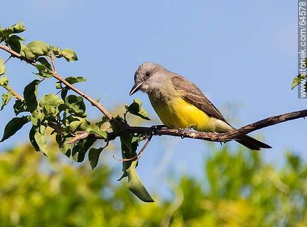 Tropical kingbird - Fauna - MORE IMAGES. Foto No. 64578