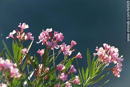Pink laurel flowers - Flora - MORE IMAGES. Photo #64628