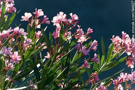 Pink laurel flowers - Flora - MORE IMAGES. Photo #64627
