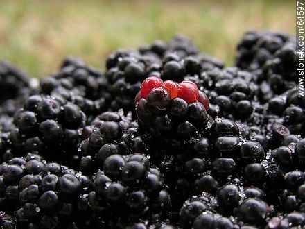 Blackberries - Flora - MORE IMAGES. Foto No. 64597