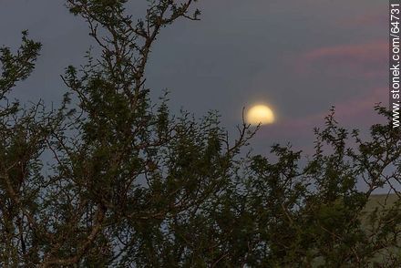 Full moon in the field at sunset -  - URUGUAY. Photo #64731