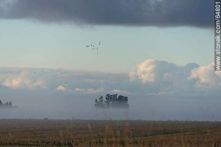 Amanecer con niebla en el campo - Departamento de Tacuarembó - URUGUAY. Foto No. 64801