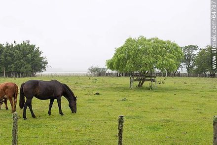 Caballo negro pastando -  - URUGUAY. Foto No. 64787