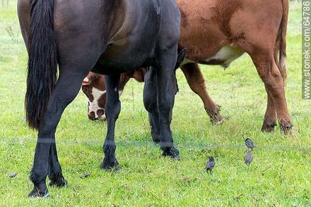 Black horse and cow grazing -  - URUGUAY. Photo #64786
