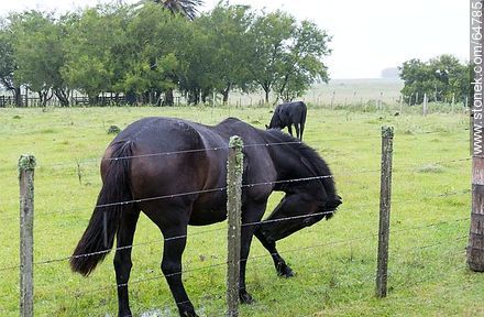 Black horse - Fauna - MORE IMAGES. Photo #64785