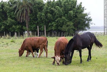 Black horse and some cows grazing - Tacuarembo - URUGUAY. Foto No. 64782