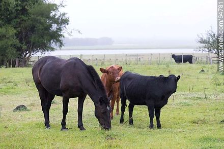 Black horse and some cows grazing -  - URUGUAY. Photo #64781