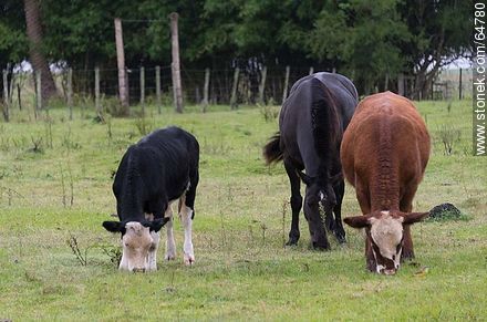 Caballo negro y vacas pastando - Fauna - IMÁGENES VARIAS. Foto No. 64780