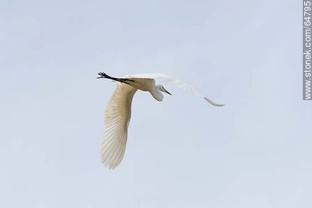 Garza blanca en vuelo - Fauna - IMÁGENES VARIAS. Foto No. 64795