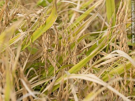 Plantas de arroz para cosechar -  - IMÁGENES VARIAS. Foto No. 64807