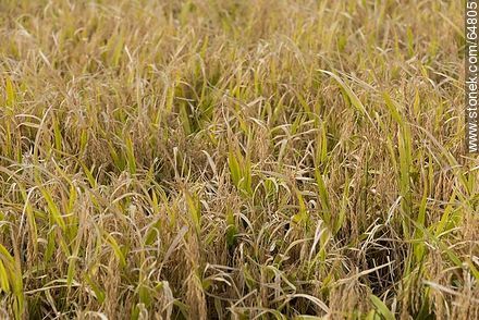 Rice plants to harvest - Department of Treinta y Tres - URUGUAY. Foto No. 64805