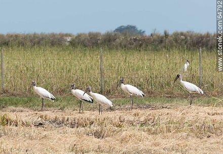 Storks in rice fields - Fauna - MORE IMAGES. Foto No. 64792
