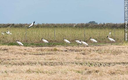 Storks in rice fields - Fauna - MORE IMAGES. Foto No. 64790