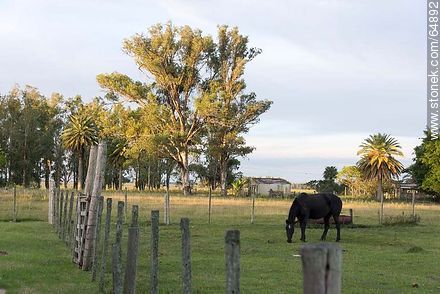 Black horse grazing -  - URUGUAY. Foto No. 64892