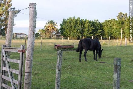 Caballo negro pastando -  - URUGUAY. Foto No. 64891