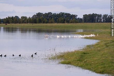 White geese -  - URUGUAY. Foto No. 64905