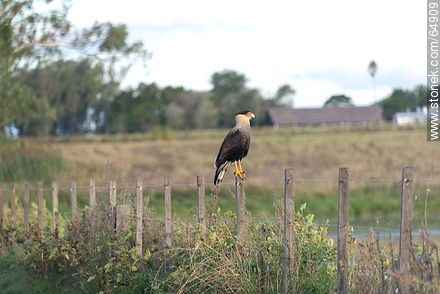 Crested caracaras perched on a pole -  - URUGUAY. Foto No. 64909