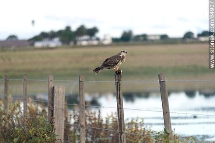 Hawk on a pole -  - URUGUAY. Foto No. 64907