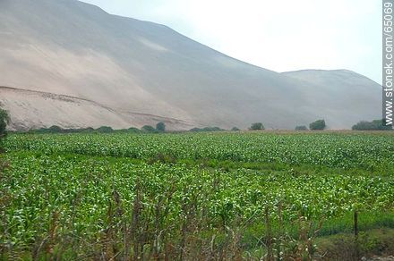Valle de Lluta por la ruta 11 Libertador José San Martín - Chile - Otros AMÉRICA del SUR. Foto No. 65069