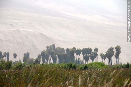 Valle de Lluta por la ruta 11 Libertador José San Martín - Chile - Otros AMÉRICA del SUR. Foto No. 65073