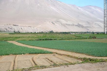 Valle de Lluta por la ruta 11 Libertador José San Martín - Chile - Otros AMÉRICA del SUR. Foto No. 65077