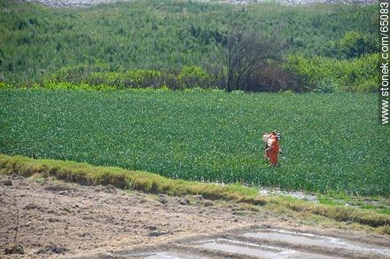 Valle de Lluta.  Fumigando el campo - Chile - Otros AMÉRICA del SUR. Foto No. 65083