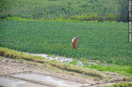 Valle de Lluta.  Fumigando el campo - Chile - Otros AMÉRICA del SUR. Foto No. 65084
