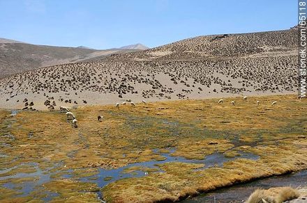 Llamas pastando en un bofedal. Altitud: 4386m. - Chile - Otros AMÉRICA del SUR. Foto No. 65118