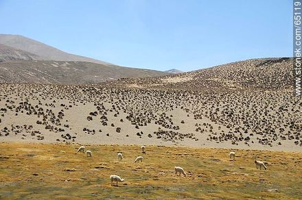 Llamas pastando en un bofedal. Altitud: 4389m - Chile - Otros AMÉRICA del SUR. Foto No. 65119