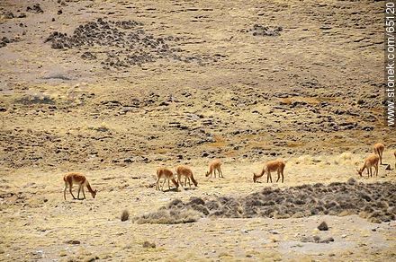 Llamas grazing on a bog - Chile - Others in SOUTH AMERICA. Photo #65120