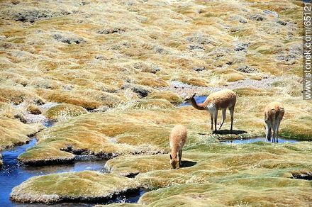 Llamas pastando en un bofedal. - Chile - Otros AMÉRICA del SUR. Foto No. 65121