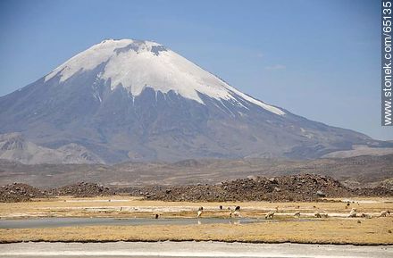 Parinacota volcano. Llamas - Chile - Others in SOUTH AMERICA. Photo #65135