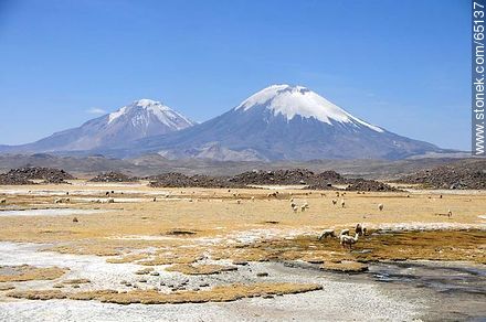Nevados de Payachatas. Pomerape and Parinacota volcanoes. Llamas. - Chile - Others in SOUTH AMERICA. Photo #65137