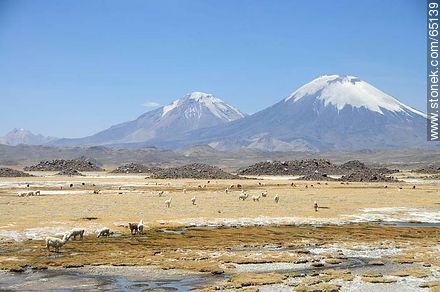 Nevados de Payachatas. Pomerape and Parinacota volcanoes. Llamas. - Chile - Others in SOUTH AMERICA. Photo #65139