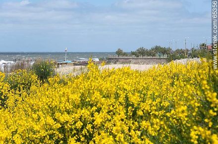 Aromos blossoms surrounding the beach - Department of Maldonado - URUGUAY. Photo #65356