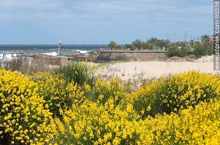Aromos blossoms surrounding the beach - Department of Maldonado - URUGUAY. Photo #65358