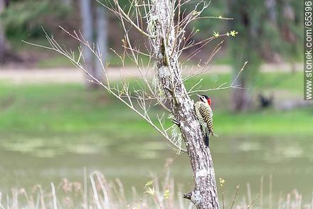Red neck woodpecker - Fauna - MORE IMAGES. Foto No. 65396