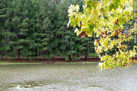Lago del parque Iporá - Departamento de Tacuarembó - URUGUAY. Foto No. 65397