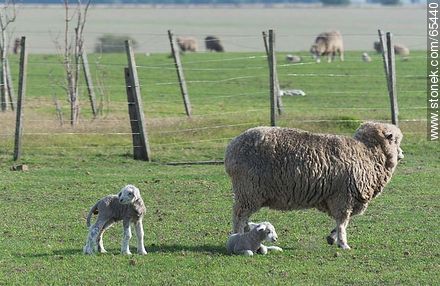 Sheep and lambs -  - URUGUAY. Photo #65440