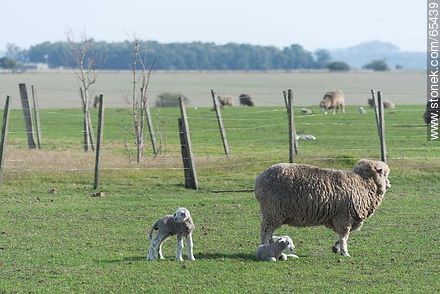 Sheep and lambs - Fauna - MORE IMAGES. Photo #65439