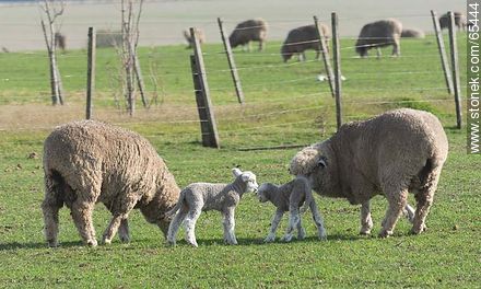 Sheep and lambs - Fauna - MORE IMAGES. Photo #65444