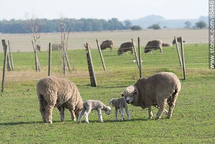 Sheep and lambs -  - URUGUAY. Foto No. 65446