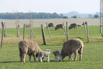 Sheep and lambs -  - URUGUAY. Foto No. 65447