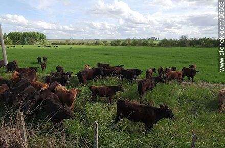 Vista aérea de ganado Angus en el campo - Fauna - IMÁGENES VARIAS. Foto No. 65653