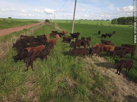 Aerial view of Angus cattle in the field - Fauna - MORE IMAGES. Photo #65655