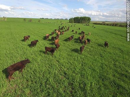 Vista aérea de ganado Angus en el campo - Fauna - IMÁGENES VARIAS. Foto No. 65657