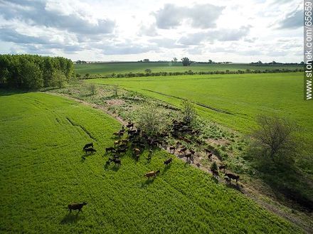 Aerial view of Angus cattle in the field - Fauna - MORE IMAGES. Photo #65659