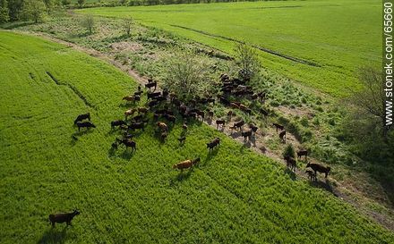 Vista aérea de ganado Angus en el campo -  - URUGUAY. Foto No. 65660